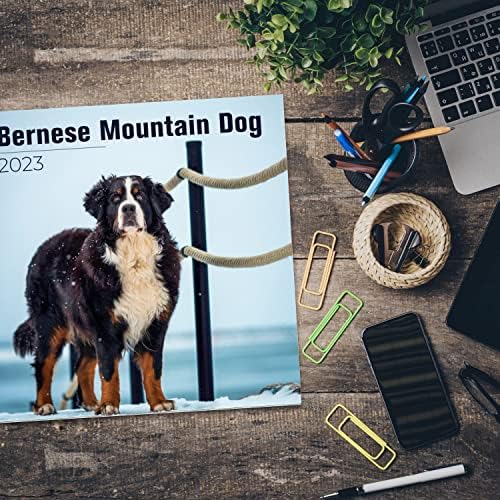 2022 2023 Calendário de cães da montanha de Bernese - Caso de cães Calendário mensal de parede - 12 x 24 Open - Papel sem vergonha