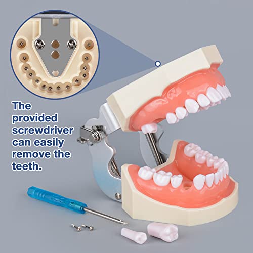 Modelo de dentes de typodont ultrasso com 28 dentes destacáveis ​​para estudantes de higiene dental, adequados para ensino, prática