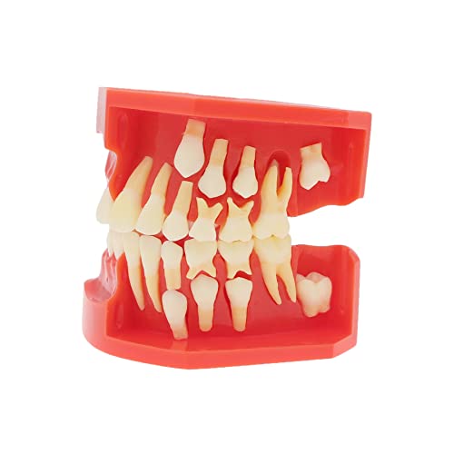 Dentalmall dentes Typodonts Modelo Dental 7013 - Modelo de desenvolvimento de erupção dos dentes Modelo alternativo de pressão constante