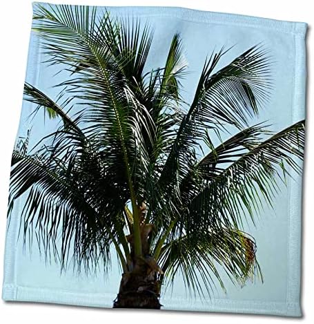 3drose florene árvores - adorável palmeira - toalhas