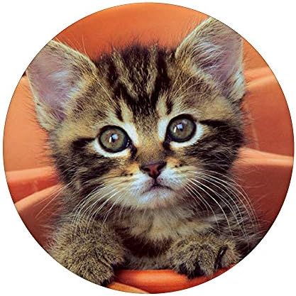 Kitten Lover Phone Titular Pequeno Cat Gift Idea para meninos e meninas Popsockets PopGrip: Swappable Grip para telefones e