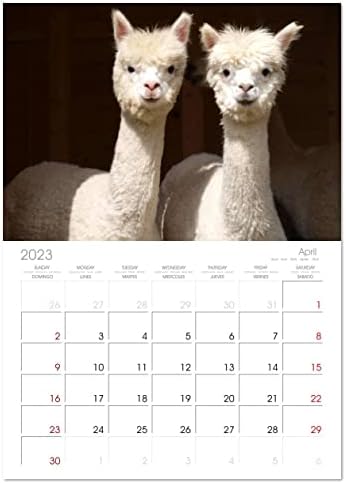 Alpacas para se apaixonar), Calvendo 2023 Calendário mensal