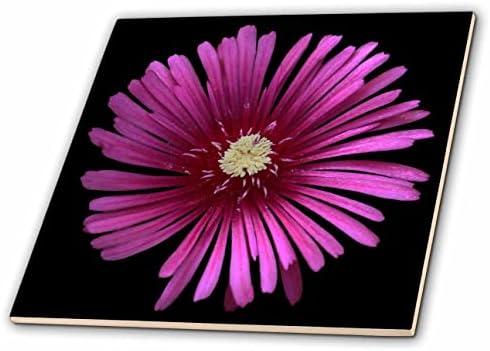 3drose macro fotografia de uma flor de planta de gelo rosa em um fundo preto. - Azulejos