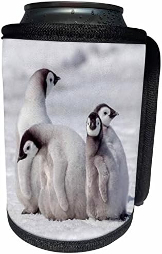 3drose Antártica. Chicks do Imperador Penguin procurando. - LAPA BRANCHA RECERLER WRAP
