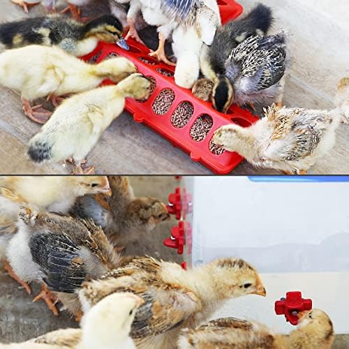 4 flip top top small aves girotas alimentador de alojamento para pombo alimentador de frango com mamilos de água bebedora alimentadora