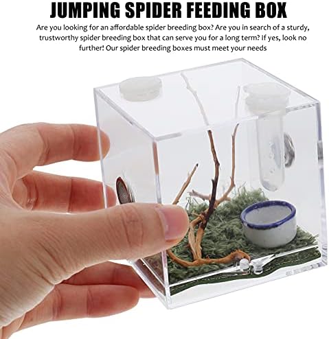 Caixa de criação de répteis de aranha pular de aranha com pinças de conta -gotas - acrílico Réptil gaiola aranha Terrarium