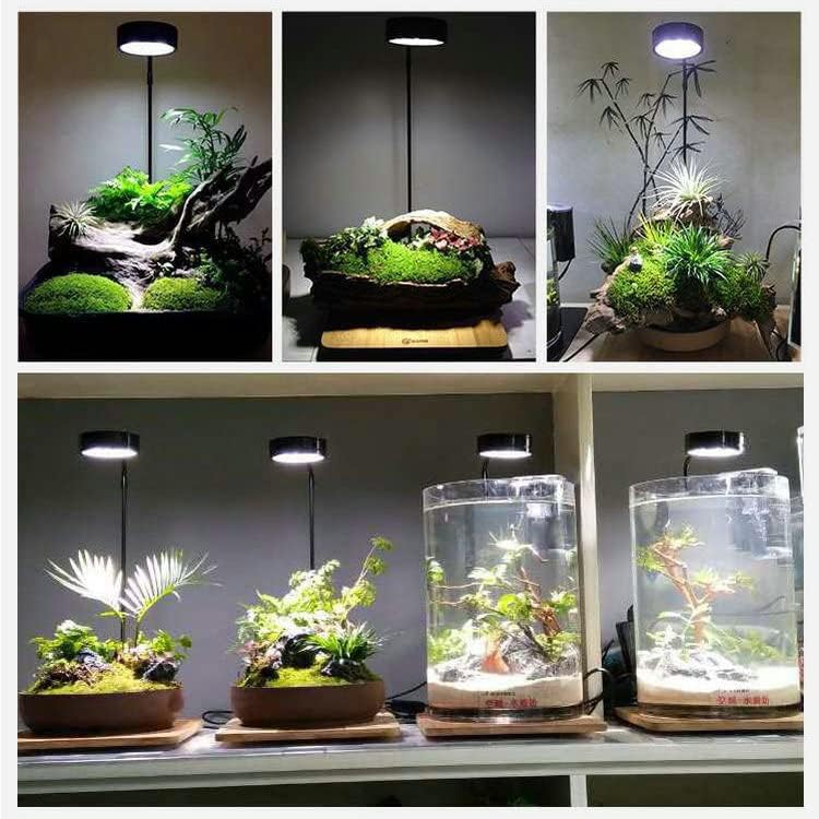 Luz de aquário nilipal LED com placa de bambu - 6000K Luz de terrário de tanque de peixe de água doce de espectro completo para plantas