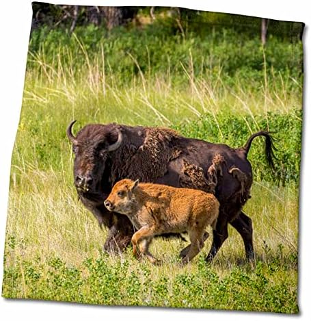 3drose Bison Herd com bezerros em Custer State Park, Dakota do Sul, EUA - Toalhas