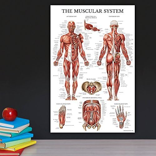 Palácio Aprendizagem 3 Pacote - Músculo + Esqueleto + Sistema nervoso Conjunto de pôsteres de anatomia - sistema anatômico de sistema muscular e esquelético - laminado 18 x 24