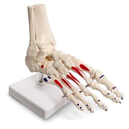 EVOTECH CIENCIAL PETO HUMANO E MODELO TORNO, TAMANHO DE VIDA com origem muscular e inserções pintadas, modelo de esqueleto de pé de anatomia médica com fíbula de tíbia, à direita, totalmente articulada