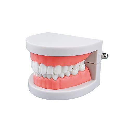 Modelo de dentes padrão, Youya Dental Kids Dental Ensthing Study Supplies Adultos Modelo de dentes de demonstração de Typodont padrão