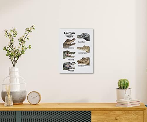 Crocodilos de caiman não caiman do mundo Arte de parede de lona 11 × 14 polegadas CAIMAN Decoração para o quarto