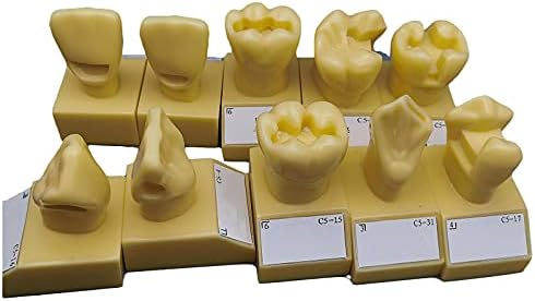 KH66ZKY 4 vezes Modelo de preparação dentária - Modelo de dentes dentários - Modelo de dentes de demonstração de Typodont padrão adulto para ensino, estudo