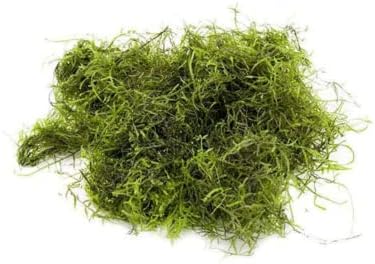 Java Moss - Vesicularia Dubyana - Planta de Aquário Vivo