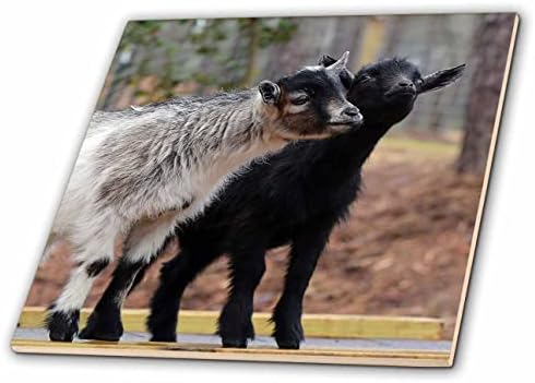 3drose uma fotografia de duas cabras bebês difusas posando para a câmera. - Azulejos
