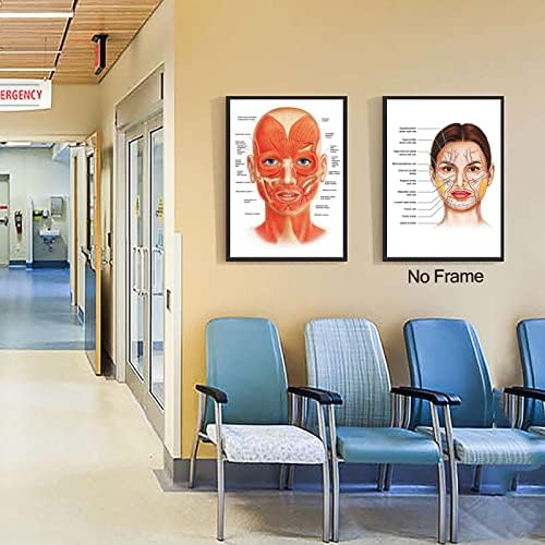 Artéria facial da artéria muscular Canvas muscular Arte da parede Poster de anatomia facial para decoração de clínica de hospital