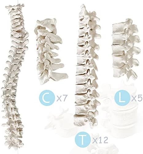 Modelo de esqueleto humano para anatomia de 67 polegadas de altura, modelos de esqueleto em tamanho real com 3 pôster, crânio, coluna