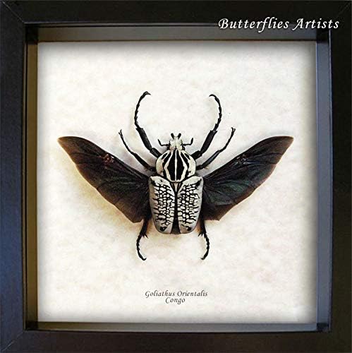 Artistas de borboletas enormes Goliathus Orientalis Real Beetle Museum de qualidade Entomologia Display colecionável