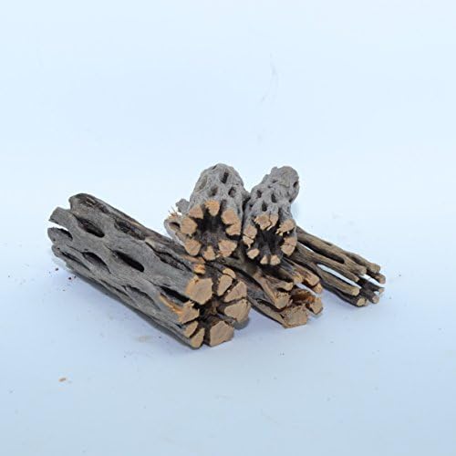 NapRemium Natural Cholla Wood | 20 peças de madeira natural de 5-6 de comprimento para decoração de aquário, caranguejos