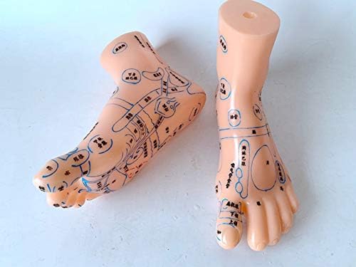 Modelo de acupuntura de pés fhuili - modelo de acupuntura de 19 cm Modelo de acupuntura humana Modelo HD Lettering Modelo de pé de medicina chinesa para aprender ponto de pressão do ponto de acupupo humano e meridianos