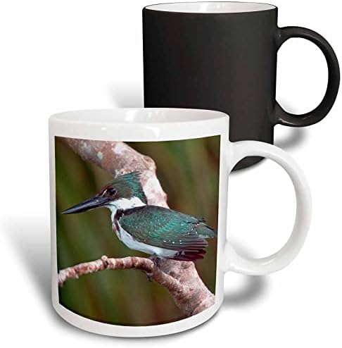 3drose Brasil, Pantanal Green Kingfisher Bird-SA04 BJA0011-JAYNENA GALERIA CERAMIC