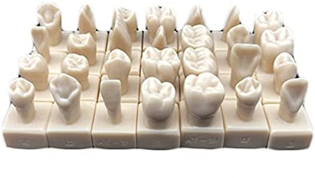 Modelo de ensino de dentes Kh66zky - 1,2 vezes Modelo de dentes esculpindo - 28 PCS Modelo de dentes de TypeDont para a escola de ensino, com base