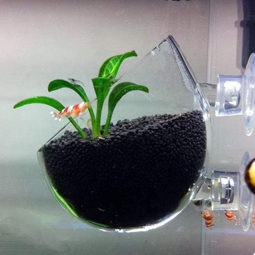Aquático Planta Cristal Pot de vidro aquário Aquascaping Camarão plantado camarão