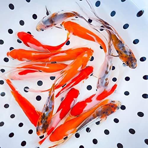 Toledo Goldfish Shubunkin e Sarasa Goldfish Combo de, mistura de azul e vermelho em uma variedade de padrões - perfeitos para lagoas