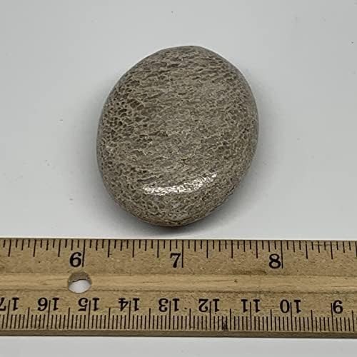 69.9G, 2,3 x1.7 x0.9 Dinosaur Bone Palm Stone Gallet Shape Polished @Morocco, Reiki Energy Crystal, Metafísico, B20424