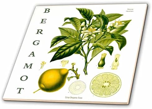 3drose bergamot erva arte - plantas medicinais de medicina ervas estampas botânicas - azulejos