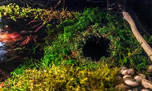 Galápagos Mossy Cave Hide, 6 , Sphagnum verde