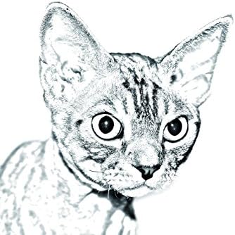 Art Dog Ltd. Devon Rex, lápide oval de azulejo de cerâmica com uma imagem de um gato