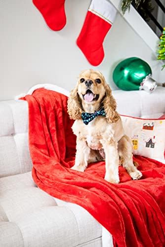 Pearhead Pine Print Holiday Pet Bowtie, Cachor de Natal Curto, Apparo de Dog, Médio/Grande