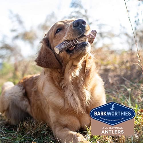 Barkworthies selecionou a mão naturalmente pequeno Antler de alces inteiros - Chew de cães sem odor, de longa duração, para filhotes e cães pequenos - sem tratamentos químicos, sem conservantes adicionados