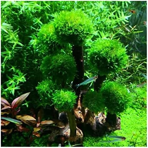 Planta de peixes Decorações de árvore de árvore de plantas de madeira Planta de madeira root de madeira aquática Aquarium aquário Diy peixe tanque de peixes abrigo de peixe de decoração acessórios de decoração