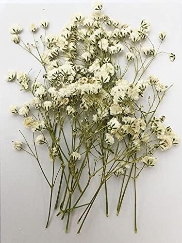 Uokwiwi 16 PCs Breath White Baby's Breath's Real Natural Seco Flores Pressionadas para Resina Art Craft Diy