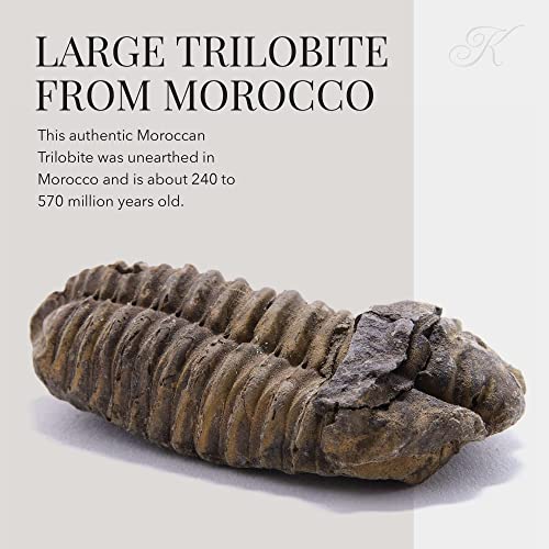 Kalifano Autêntico grande artrópode de artrópodes Trilobita fóssil de Marrocos - Trilobita/calyneno marinho para coleções