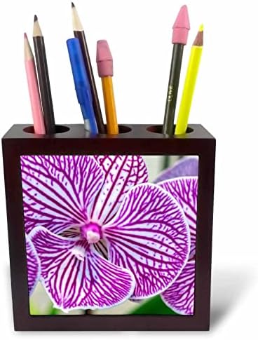 3drose Danita Delimont - Flor - Orquídea de mariposa roxa e branca - portadores de caneta de telha
