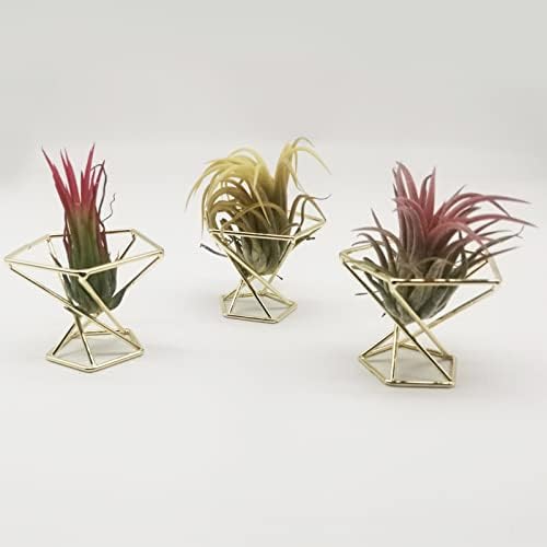 Hylood 3pack Geométrico Air Plant Holder, Moderno Geométrico Planter Tillandsia Air Fern Display Stand Mini Plantas de ar para o escritório em casa Ideia de presente de casamento