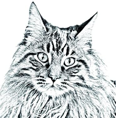 Art Dog Ltd. Maine Coon, lápide oval de azulejo de cerâmica com uma imagem de um gato