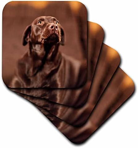3drose - tdswhite - fotografia diversa - Chocolate Lab Lab Labrador Retriever Foto - Coasters