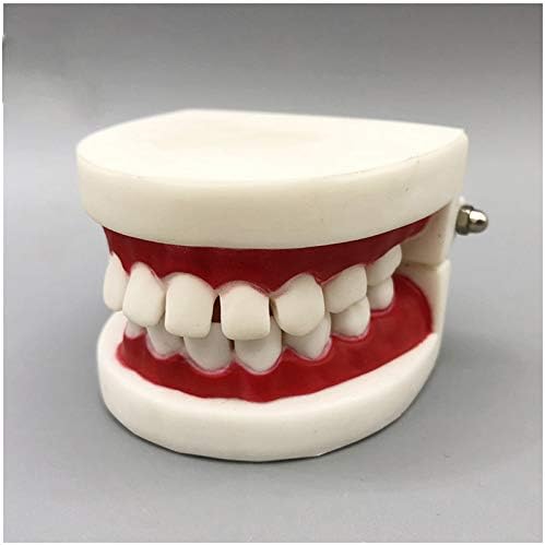 Modelo de dentes dentários KH66ZKY - Modelo de dente infantil - Tamanho da vida Modelo de dentes da boca humana para ferramentas de ensino escolares Supplies de laboratório