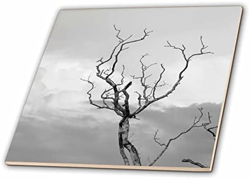 Imagem 3drose de galhos de árvores Chegue ao céu em foto em preto e branco - azulejos