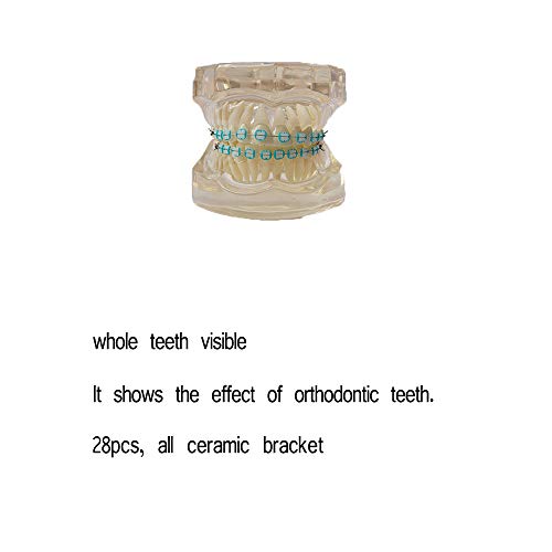Modelo de dente padrão odontologia de odontologia infantil Ensino e pesquisa fornecidas