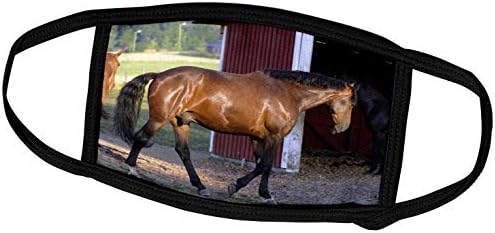 3drose tdswhite - Fotos de Equine de Cavalo - Time de alimentação eqüino celeiro - máscaras faciais