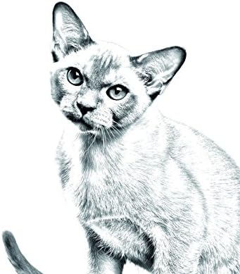 Art Dog Ltd. Birmânia Cat, lápide oval de azulejo de cerâmica com uma imagem de um gato