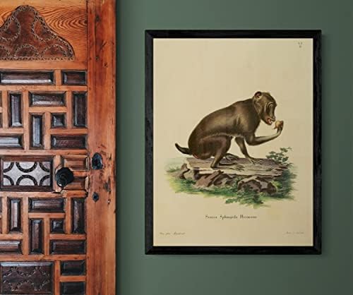 Chacma Cape Baboon PriMate Monkey Vintage Wildlife Decor de escritório da sala de aula de zoologia Ilustração antiga Poster de grande arte - 11x14 - Impressão emoldurada