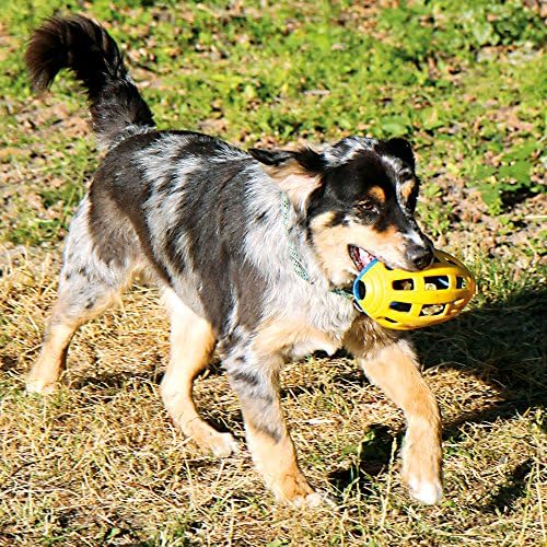 Petsport Flea Flicker Football TPR Dog Toy, 7,75 polegadas, busca e recuperar o brinquedo do quebra -cabeça