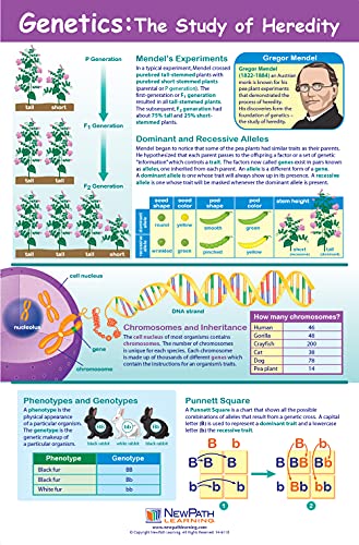 NewPath Learning Genetics & Heredity Posters, Set/4 - Laminado, colorido, 23 x 35