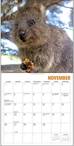 Quokkas: os animais mais felizes do mundo 2023 Calendário